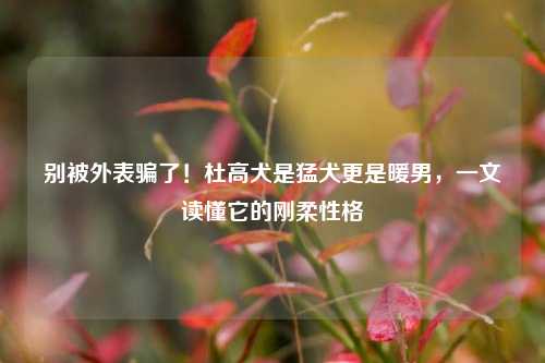 别被外表骗了！杜高犬是猛犬更是暖男，一文读懂它的刚柔性格