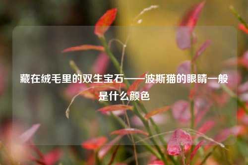 藏在绒毛里的双生宝石——波斯猫的眼睛一般是什么颜色