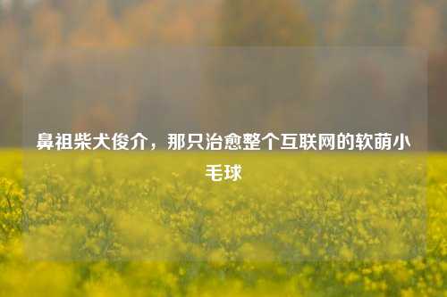 鼻祖柴犬俊介，那只治愈整个互联网的软萌小毛球
