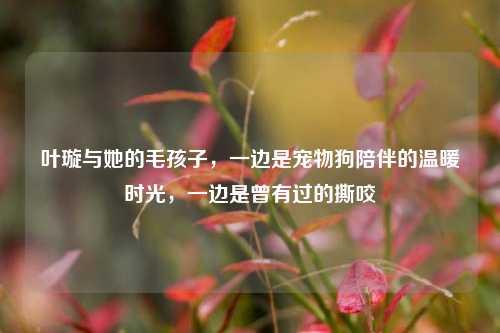 叶璇与她的毛孩子，一边是宠物狗陪伴的温暖时光，一边是曾有过的撕咬