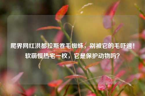 爬界网红洪都拉斯卷毛蜘蛛,别被它的毛吓退!软萌慢热宅一枚,它是保护动物吗?