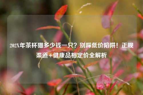 202X年茶杯猫多少钱一只？别踩低价陷阱！正规渠道+健康品相定价全解析