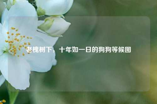 老槐树下,十年如一日的狗狗等候图