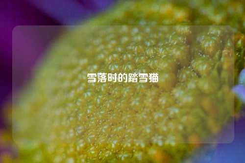 雪落时的踏雪猫