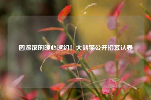 圆滚滚的暖心邀约！大熊猫公开招募认养