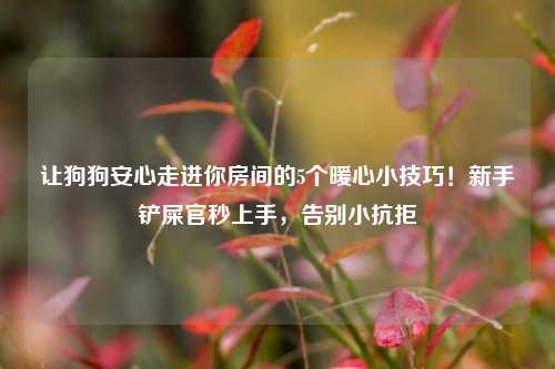 让狗狗安心走进你房间的5个暖心小技巧!新手铲屎官秒上手,告别小抗拒