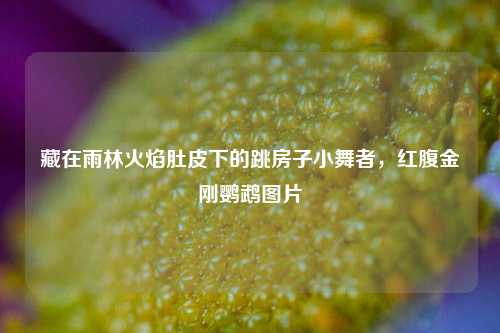 藏在雨林火焰肚皮下的跳房子小舞者,红腹金刚鹦鹉图片