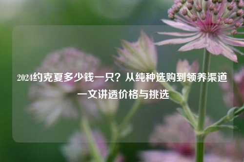 2024约克夏多少钱一只?从纯种选购到领养渠道 一文讲透价格与挑选