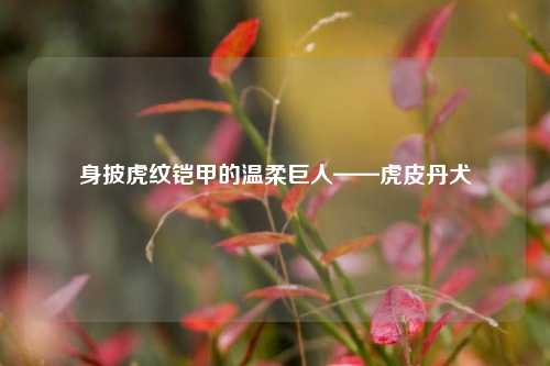 身披虎纹铠甲的温柔巨人——虎皮丹犬