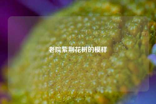 老院紫荆花树的模样